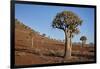 Quiver tree (Kokerboom) (Aloe dichotoma), Gannabos, Namakwa, Namaqualand, South Africa, Africa-James Hager-Framed Photographic Print