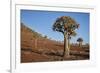 Quiver tree (Kokerboom) (Aloe dichotoma), Gannabos, Namakwa, Namaqualand, South Africa, Africa-James Hager-Framed Photographic Print