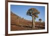 Quiver tree (Kokerboom) (Aloe dichotoma), Gannabos, Namakwa, Namaqualand, South Africa, Africa-James Hager-Framed Photographic Print