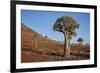 Quiver tree (Kokerboom) (Aloe dichotoma), Gannabos, Namakwa, Namaqualand, South Africa, Africa-James Hager-Framed Photographic Print