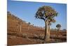 Quiver tree (Kokerboom) (Aloe dichotoma), Gannabos, Namakwa, Namaqualand, South Africa, Africa-James Hager-Mounted Photographic Print