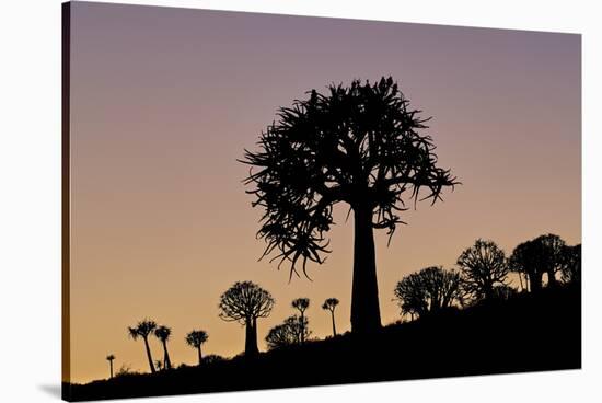 Quiver tree (Kokerboom) (Aloe dichotoma), Gannabos, Namakwa, Namaqualand, South Africa, Africa-James Hager-Stretched Canvas