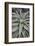 Quiver tree (Kokerboom) (Aloe dichotoma) leaves, Gannabos, Namakwa, Namaqualand, South Africa, Afri-James Hager-Framed Photographic Print