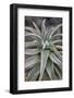 Quiver tree (Kokerboom) (Aloe dichotoma) leaves, Gannabos, Namakwa, Namaqualand, South Africa, Afri-James Hager-Framed Photographic Print