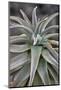 Quiver tree (Kokerboom) (Aloe dichotoma) leaves, Gannabos, Namakwa, Namaqualand, South Africa, Afri-James Hager-Mounted Photographic Print