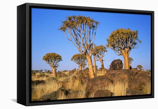 Quiver Tree Kokerboom Forest-null-Framed Stretched Canvas