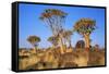 Quiver Tree Kokerboom Forest-null-Framed Stretched Canvas