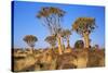 Quiver Tree Kokerboom Forest-null-Stretched Canvas