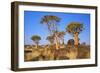 Quiver Tree Kokerboom Forest-null-Framed Photographic Print