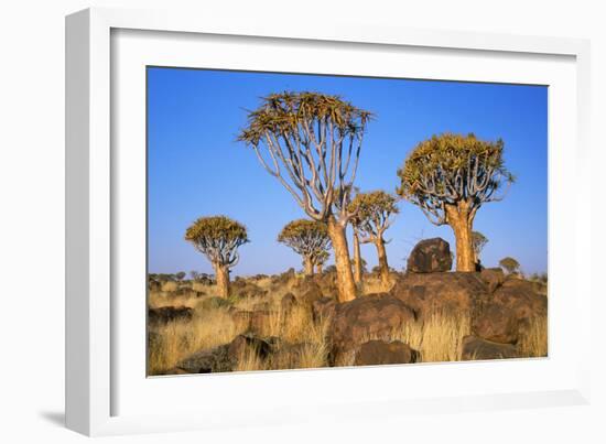 Quiver Tree Kokerboom Forest-null-Framed Photographic Print