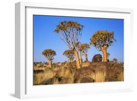 Quiver Tree Kokerboom Forest-null-Framed Photographic Print