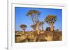 Quiver Tree Kokerboom Forest-null-Framed Photographic Print