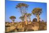 Quiver Tree Kokerboom Forest-null-Mounted Photographic Print