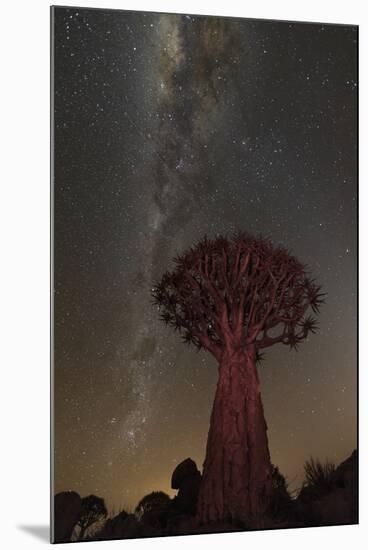 Quiver Tree, Namibia 2-Art Wolfe-Mounted Premium Photographic Print