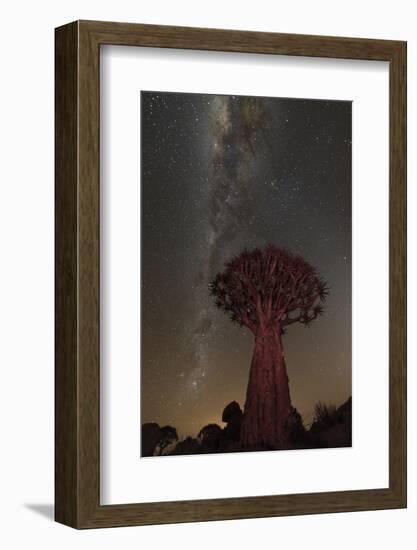 Quiver Tree, Namibia 2-Art Wolfe-Framed Photographic Print