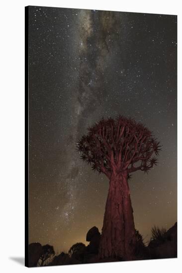 Quiver Tree, Namibia 2-Art Wolfe-Stretched Canvas