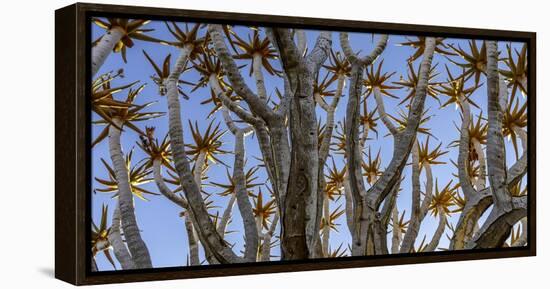 Quiver tree, Namibia-Art Wolfe Wolfe-Framed Stretched Canvas