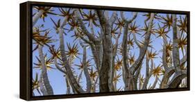Quiver tree, Namibia-Art Wolfe Wolfe-Framed Stretched Canvas