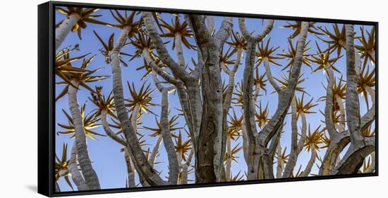 Quiver tree, Namibia-Art Wolfe Wolfe-Framed Stretched Canvas