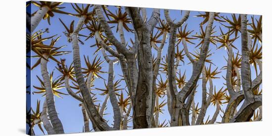 Quiver tree, Namibia-Art Wolfe Wolfe-Stretched Canvas