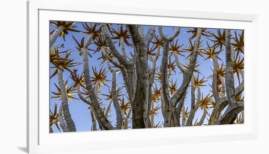 Quiver tree, Namibia-Art Wolfe Wolfe-Framed Photographic Print