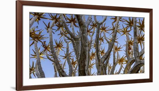 Quiver tree, Namibia-Art Wolfe Wolfe-Framed Photographic Print