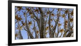 Quiver tree, Namibia-Art Wolfe Wolfe-Framed Photographic Print