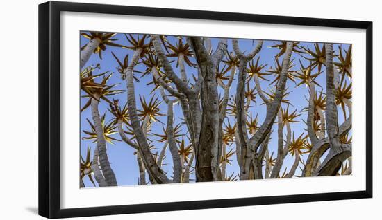 Quiver tree, Namibia-Art Wolfe Wolfe-Framed Photographic Print