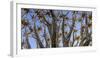 Quiver tree, Namibia-Art Wolfe Wolfe-Framed Photographic Print