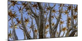 Quiver tree, Namibia-Art Wolfe Wolfe-Mounted Photographic Print