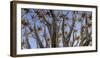 Quiver tree, Namibia-Art Wolfe Wolfe-Framed Premium Photographic Print