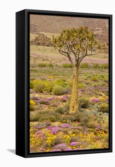 Quiver Tree, Orange Daisies (Tripteris Hyoseroides)-null-Framed Stretched Canvas