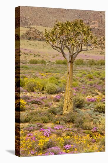 Quiver Tree, Orange Daisies (Tripteris Hyoseroides)-null-Stretched Canvas