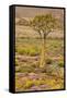 Quiver Tree, Orange Daisies (Tripteris Hyoseroides)-null-Framed Stretched Canvas