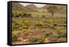 Quiver Tree, Orange Daisies (Tripteris Hyoseroides)-null-Framed Stretched Canvas