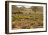 Quiver Tree, Orange Daisies (Tripteris Hyoseroides)-null-Framed Photographic Print