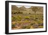 Quiver Tree, Orange Daisies (Tripteris Hyoseroides)-null-Framed Photographic Print