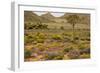 Quiver Tree, Orange Daisies (Tripteris Hyoseroides)-null-Framed Photographic Print