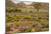 Quiver Tree, Orange Daisies (Tripteris Hyoseroides)-null-Mounted Photographic Print