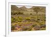 Quiver Tree, Orange Daisies (Tripteris Hyoseroides)-null-Framed Photographic Print