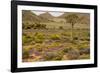 Quiver Tree, Orange Daisies (Tripteris Hyoseroides)-null-Framed Photographic Print