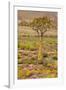 Quiver Tree, Orange Daisies (Tripteris Hyoseroides)-null-Framed Photographic Print