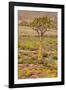 Quiver Tree, Orange Daisies (Tripteris Hyoseroides)-null-Framed Photographic Print