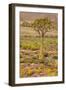 Quiver Tree, Orange Daisies (Tripteris Hyoseroides)-null-Framed Photographic Print