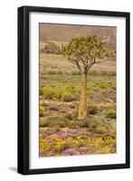 Quiver Tree, Orange Daisies (Tripteris Hyoseroides)-null-Framed Photographic Print