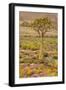 Quiver Tree, Orange Daisies (Tripteris Hyoseroides)-null-Framed Photographic Print