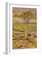 Quiver Tree, Orange Daisies (Tripteris Hyoseroides)-null-Framed Photographic Print