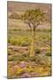 Quiver Tree, Orange Daisies (Tripteris Hyoseroides)-null-Mounted Photographic Print