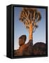 Quiver Tree, Quiver Tree Forest, Keetmanshoop, Namibia, Africa-Ann & Steve Toon-Framed Stretched Canvas