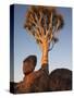 Quiver Tree, Quiver Tree Forest, Keetmanshoop, Namibia, Africa-Ann & Steve Toon-Stretched Canvas